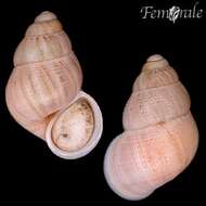 Image of Land Winkles