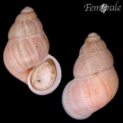 Image of Land Winkles