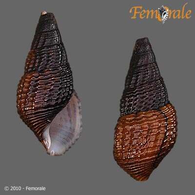 Plancia ëd Pachychilidae