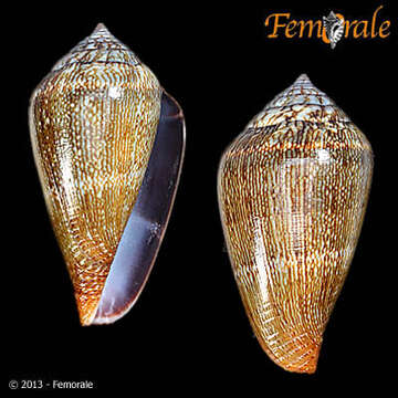 Image of cone snails