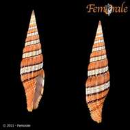 Image of Turbinelloidea Rafinesque 1815