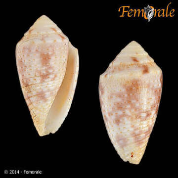 Image of Conasprella Thiele 1929