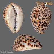 Image of tiger cowrie