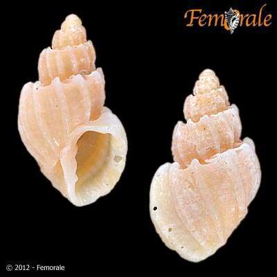 Image of Cancellariidae Forbes & Hanley 1851