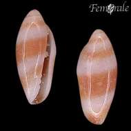 Image of margin snails