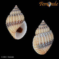 Image of Paludomidae