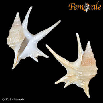 Image of pelican's foot shells