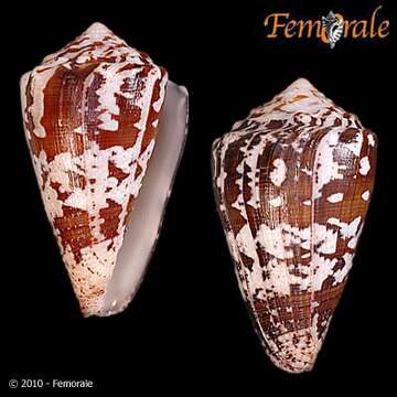 Image of cone snails