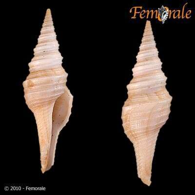 Image of Turridae H. Adams & A. Adams 1853