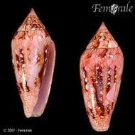 صورة Conus legatus Lamarck 1810