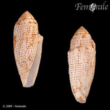 Image of cone snails