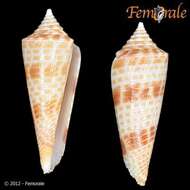 Image of Conasprella Thiele 1929