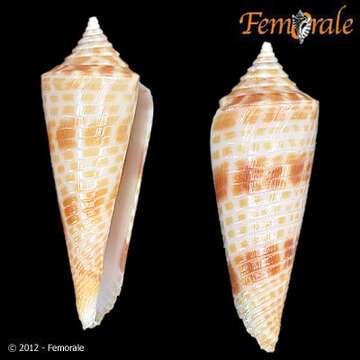 Conasprella Thiele 1929的圖片