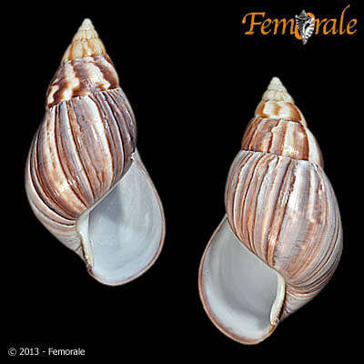 Image of <i>Achatina fulica</i> (Bowdich 1822)