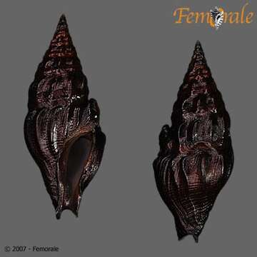 Imagem de Pseudomelatomidae J. P. E. Morrison 1966