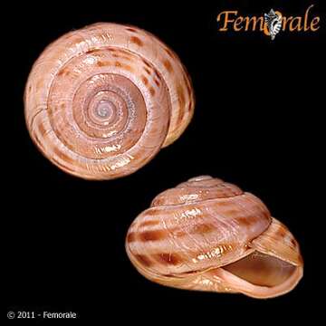 Image of Banded snails