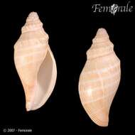 Image of Scaphella Swainson 1832