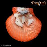 Image of African fan scallop