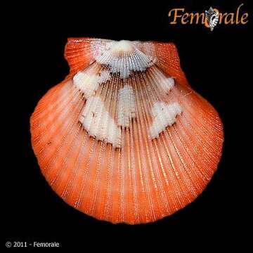 Image of African fan scallop