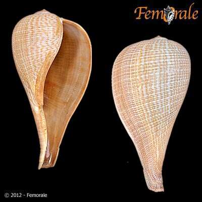 Image of fig shells