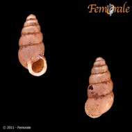 Image of chrysalis snails