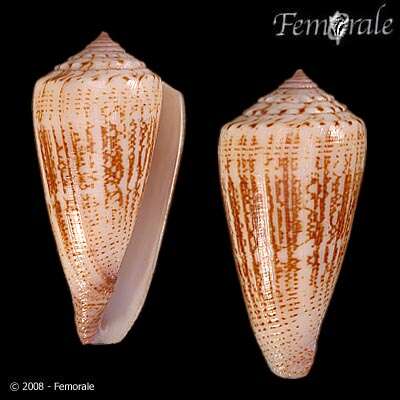 Image de Conus thalassiarchus G. B. Sowerby I 1834