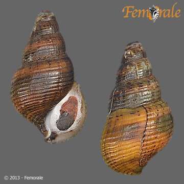 Image of Hemisinidae