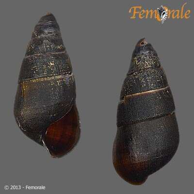 Plancia ëd Pachychilidae