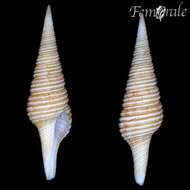 Plancia ëd Turridae H. Adams & A. Adams 1853