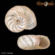 Image of ramshorn snails