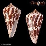 Image of Conasprella Thiele 1929