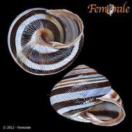 Image of Banded snails