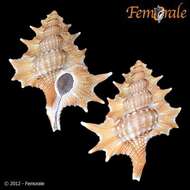 Image of triton shells