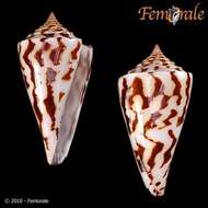 Image of Conasprella Thiele 1929