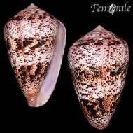 Image of cone snails