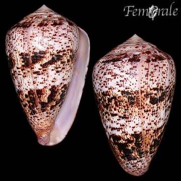 Image of cone snails