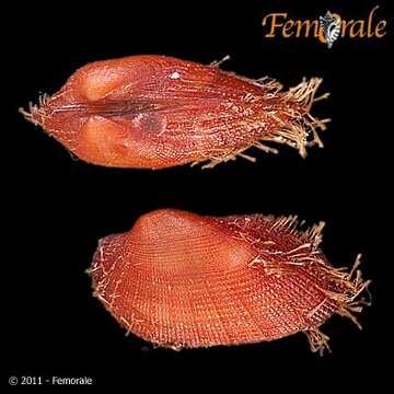 Image de Arcidae Lamarck 1809