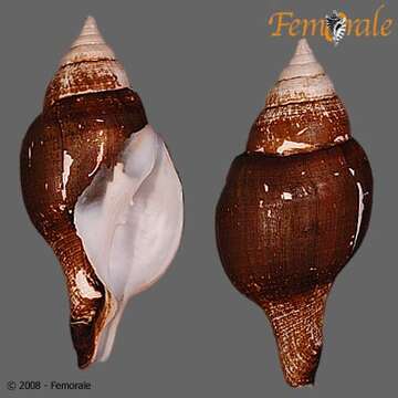 Image of Turbinellidae Swainson 1835