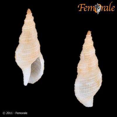 Image of Turridae H. Adams & A. Adams 1853