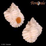 Image of Murex Snails