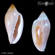 Image of Marginella Lamarck 1799