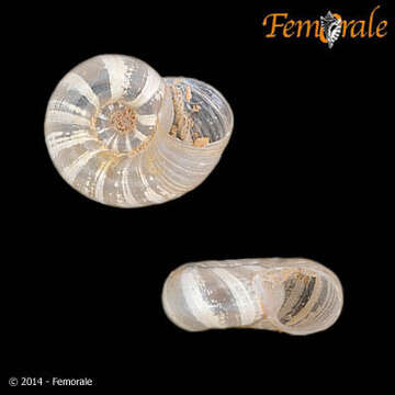 Image of ramshorn snails