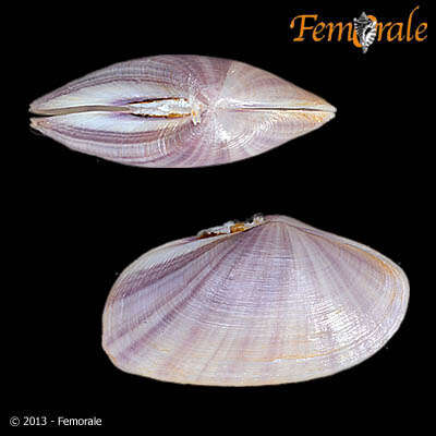 Image of Psammobiidae J. Fleming 1828