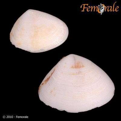 Image de Donax faba Gmelin 1791