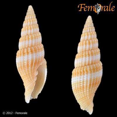 Image of Turbinelloidea Rafinesque 1815