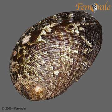 Image of Haliotoidea Rafinesque 1815