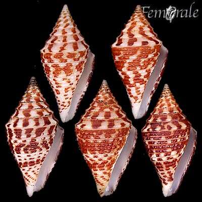 Image of cone snails