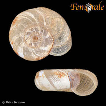 Image of ramshorn snails