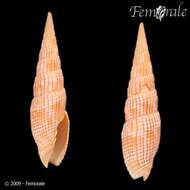 Image of Turbinelloidea Rafinesque 1815