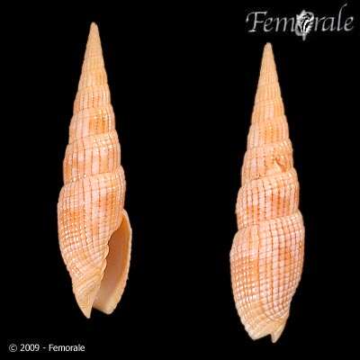 Image of Turbinelloidea Rafinesque 1815